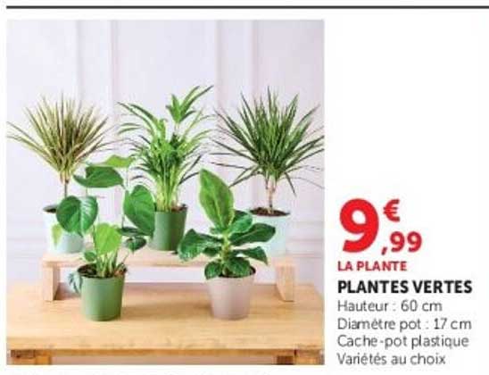 LA PLANTE PLANTES VERTES