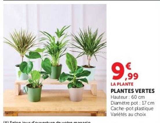 PLANTES VERTES