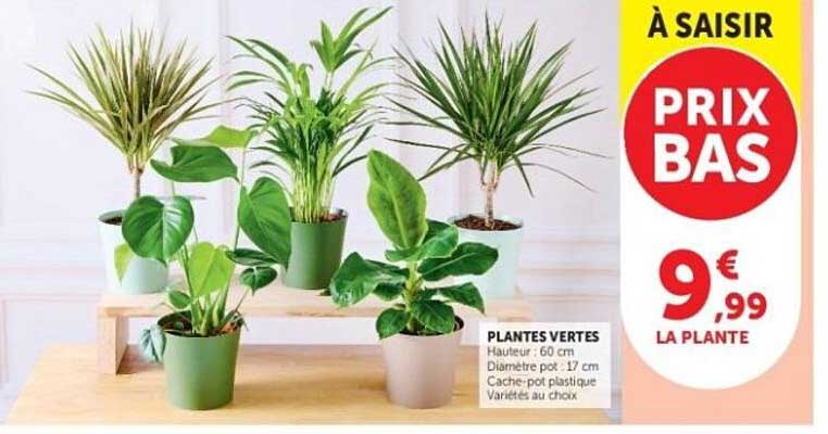 PLANTES VERTES
