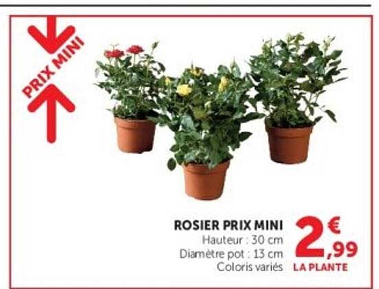 ROSIER PRIX MINI