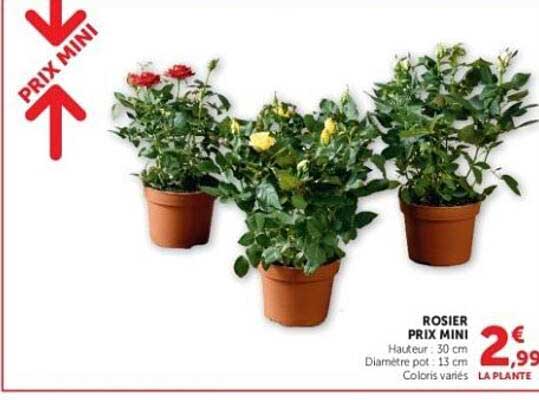 ROSIER PRIX MINI