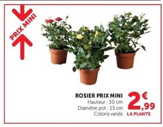 ROSIER PRIX MINI