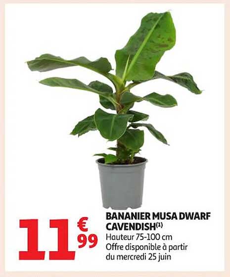 BANANIER MUSA DWARF CAVENDISH