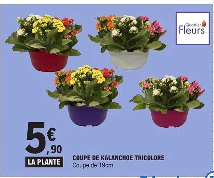 COUPE DE KALANCHOE TRICOLORE