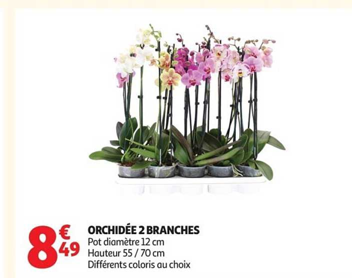 ORCHIDÉE 2 BRANCHES