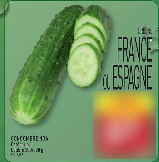 CONCOMBRE NOA