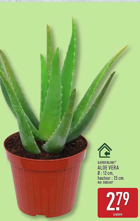 GARDENLINE® ALOE VERA Ø : 12 cm, hauteur : 25 cm. Réf. 5000407
