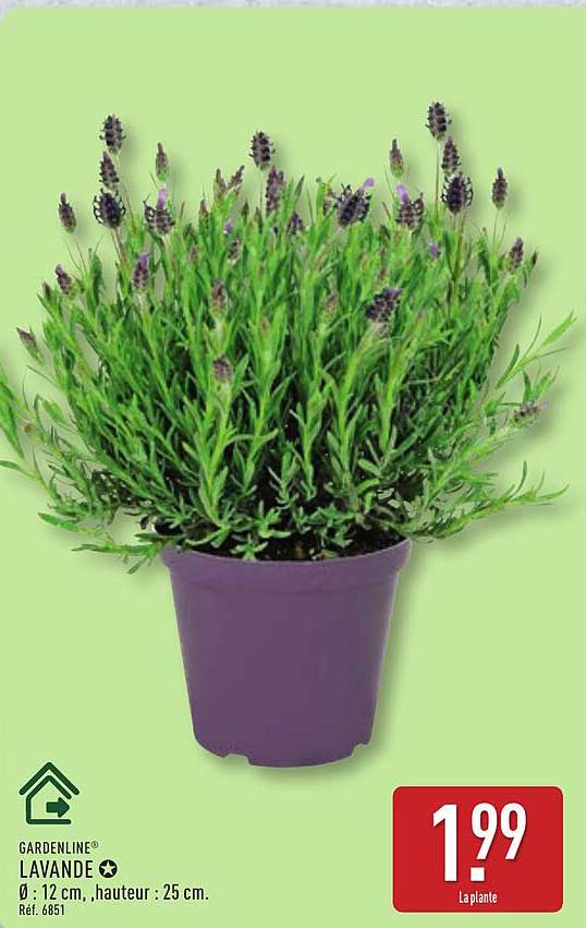 GARDENLINE LAVANDE