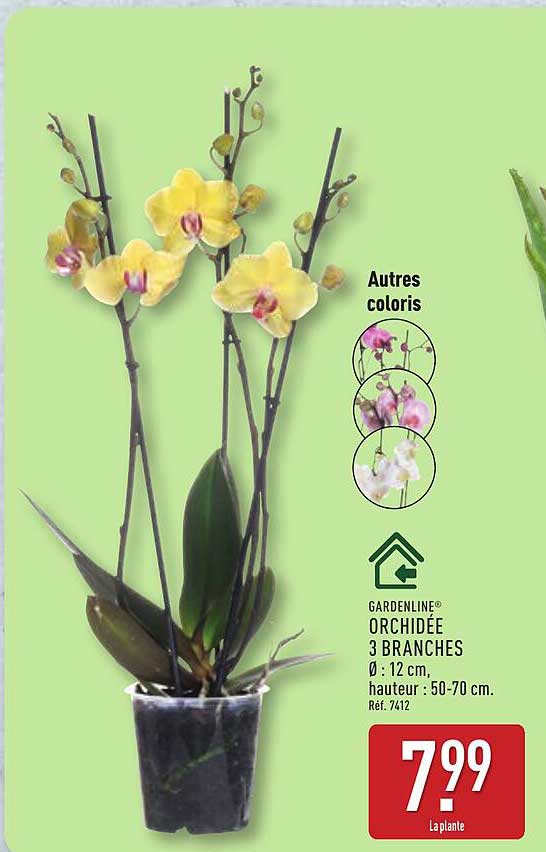 GARDENLINE® ORCHIDÉE 3 BRANCHES Ø : 12 cm, hauteur : 50-70 cm. Ref. 7412