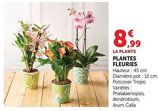 LA PLANTE PLANTES FLEURIES