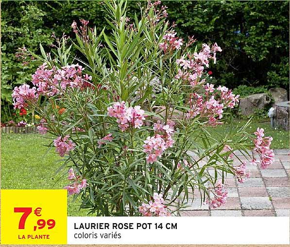 LAURIER ROSE POT 14 CM