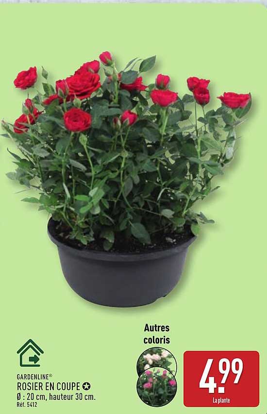 ROSIER EN COUPE