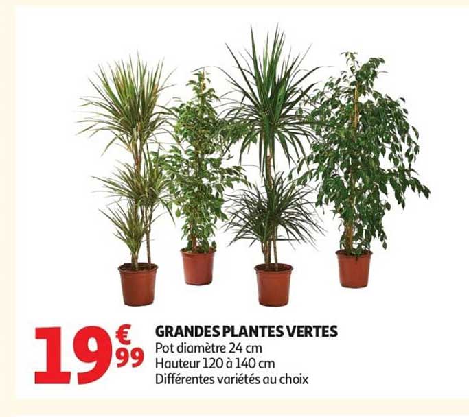 GRANDES PLANTES VERTES