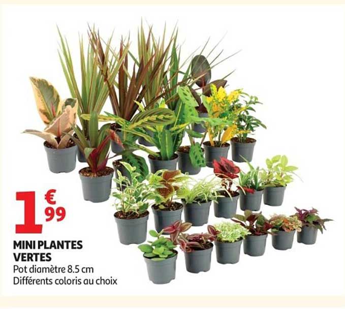MINIPLANTES VERTES