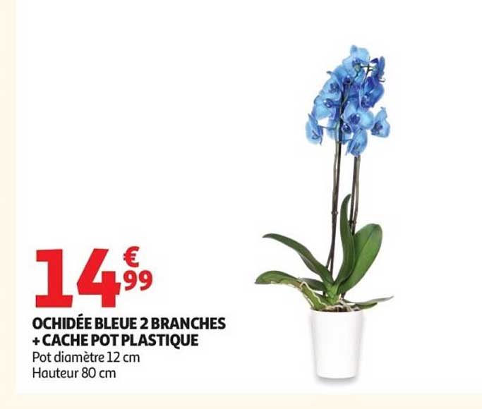 OCHIDÉE BLEUE 2 BRANCHES + CACHE POT PLASTIQUE