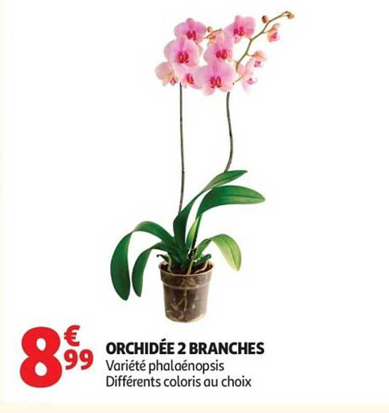 ORCHIDÉE 2 BRANCHES