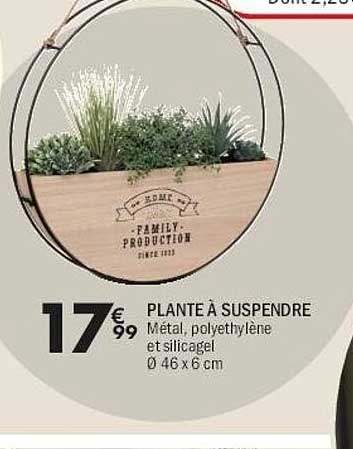 PLANTE À SUSPENDRE