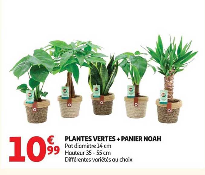 PLANTES VERTES + PANIER NOAH