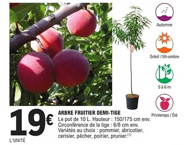 ARBRE FRUITIER DEMI-TIGE