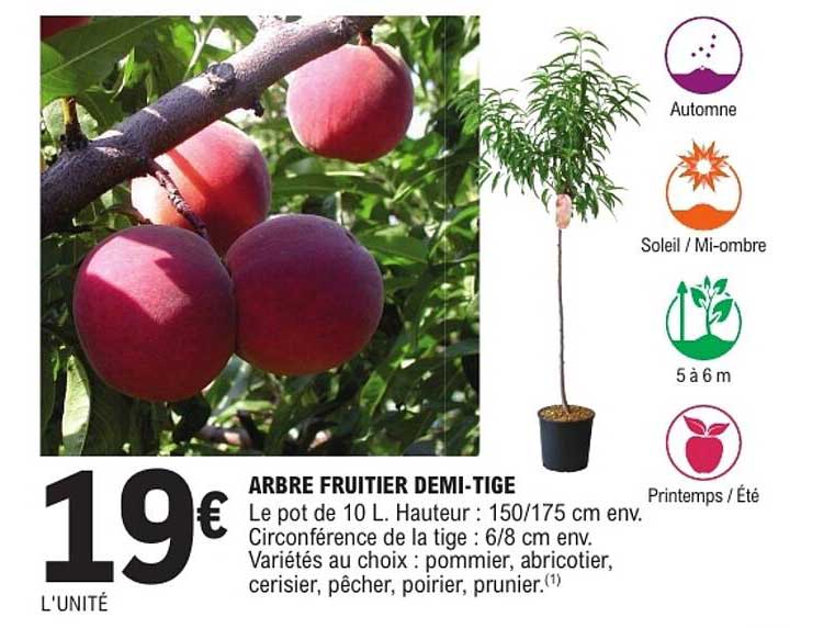 ARBRE FRUITIER DEMI-TIGE