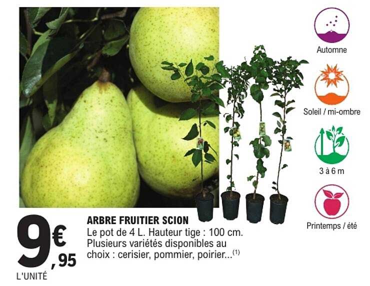 ARBRE FRUITIER SCION