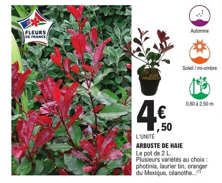 ARBUSTE DE HAIE