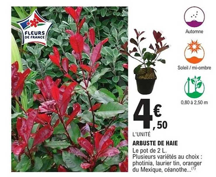ARBUSTE DE HAIE