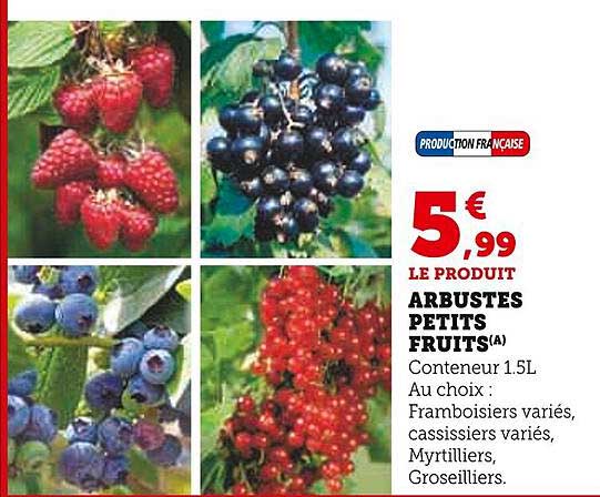 ARBUSTES PETITS FRUITS
