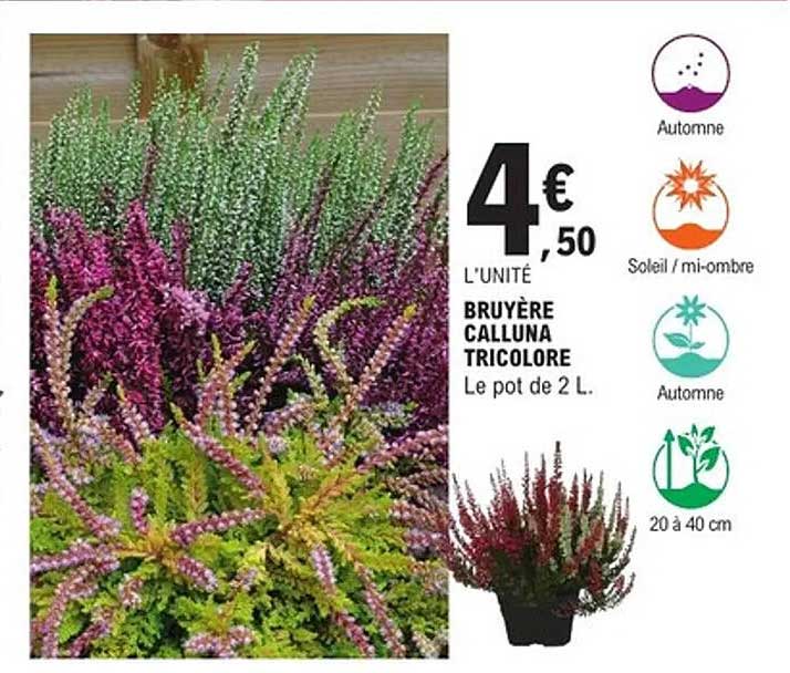 BRUYÈRE CALLUNA TRICOLORE