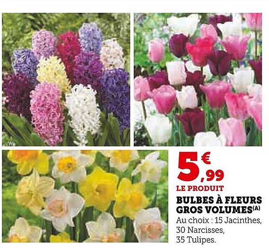 BULBES À FLEURS GROS VOLUMES