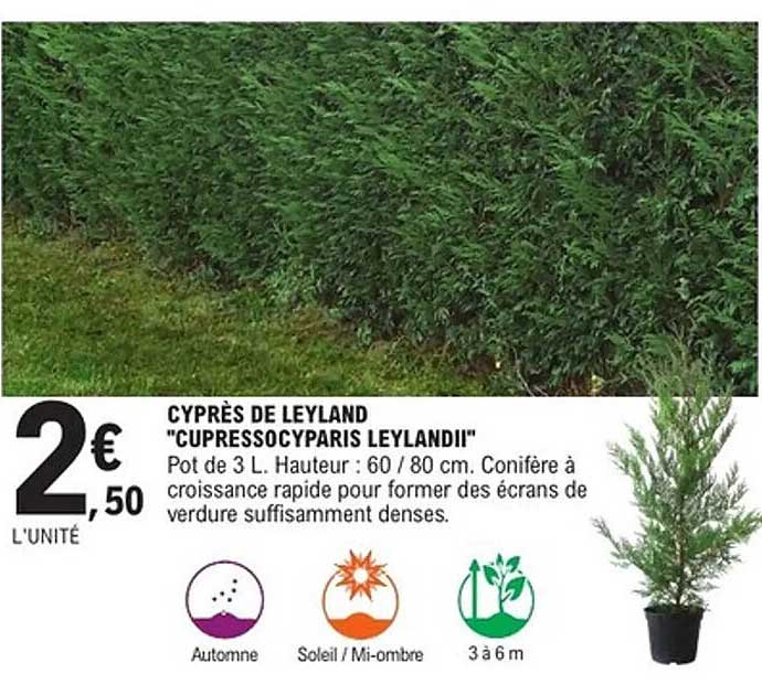 CYPRÈS DE LEYLAND "CUPRESSOCYPARIS LEYLANDII"