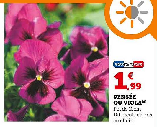 PENSÉE OU VIOLA(A)