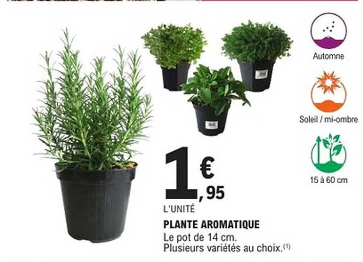 PLANTE AROMATIQUE