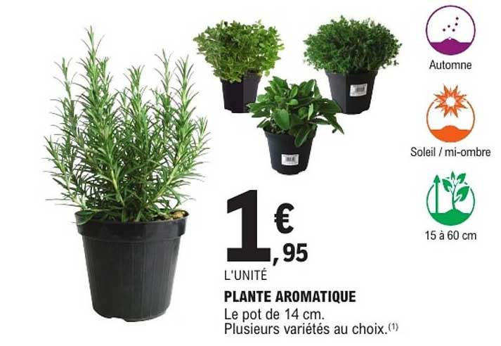 PLANTE AROMATIQUE