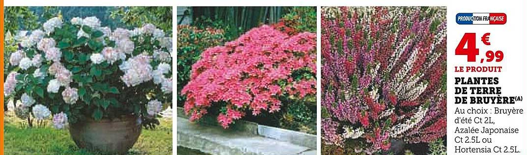 PLANTES DE TERRE DE BRUYÈRE
