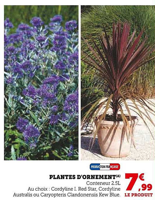 PLANTES D'ORNEMENT