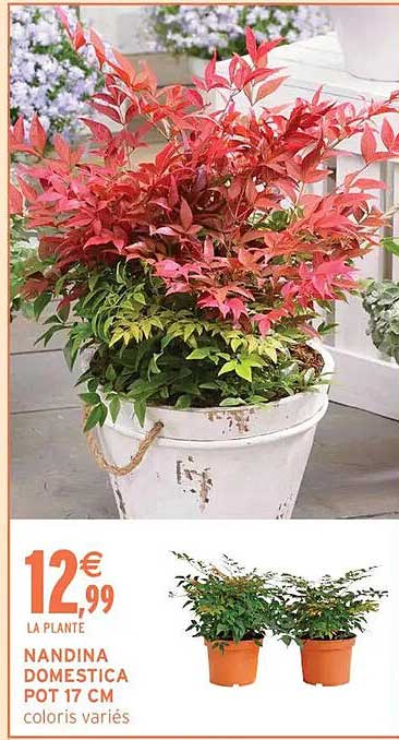 12€99 LA PLANTE NANDINA DOMESTICA POT 17 CM coloris variés