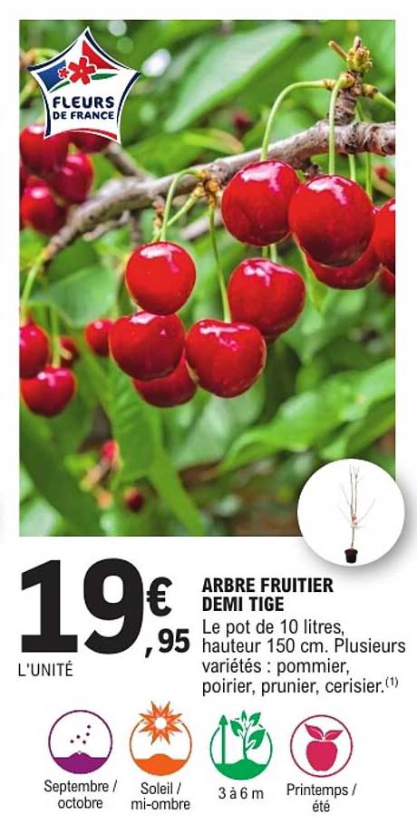 ARBRE FRUITIER A TIGE