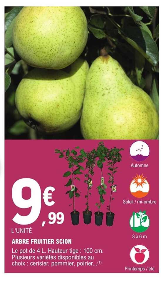 ARBRE FRUITIER SCION