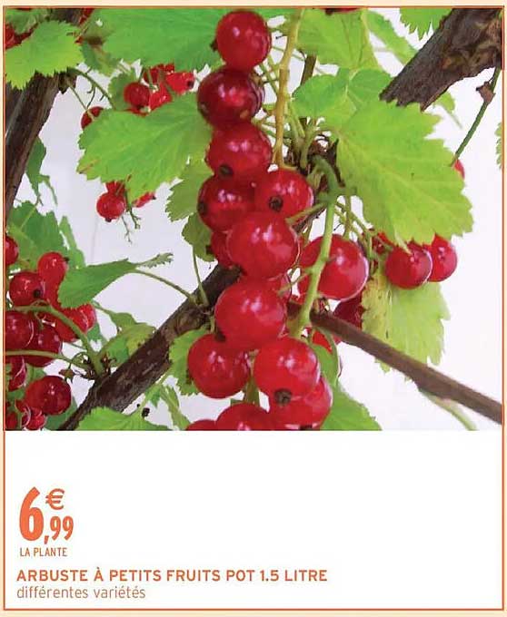 ARBUSTE À PETITS FRUITS POT 1.5 LITRE