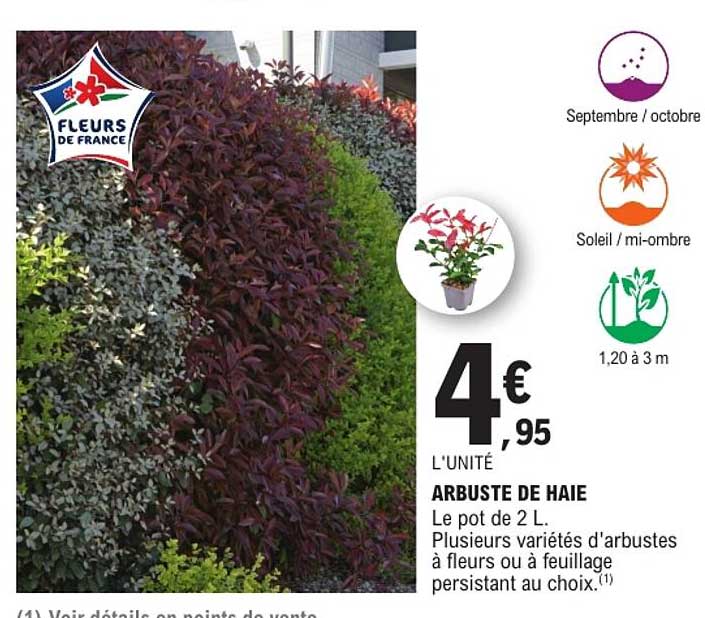 ARBUSTE DE HAIE