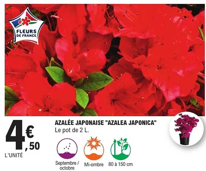 AZALÉE JAPONAISE "AZALEA JAPONICA"