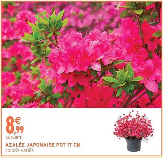 AZALÉE JAPONAISE POT 17 CM