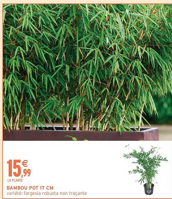 BAMBOU POT 17 CM