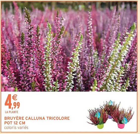 BRUYÈRE CALLUNA TRICOLORE POT 12 CM coloris variés