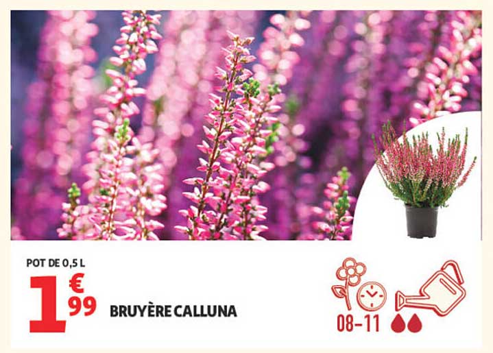 BRUYÈRE CALLUNA