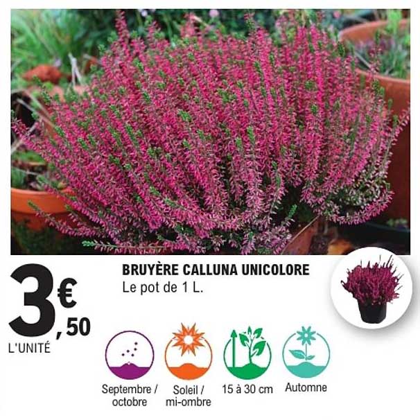 BRUYÈRE CALLUNA UNICOLORE