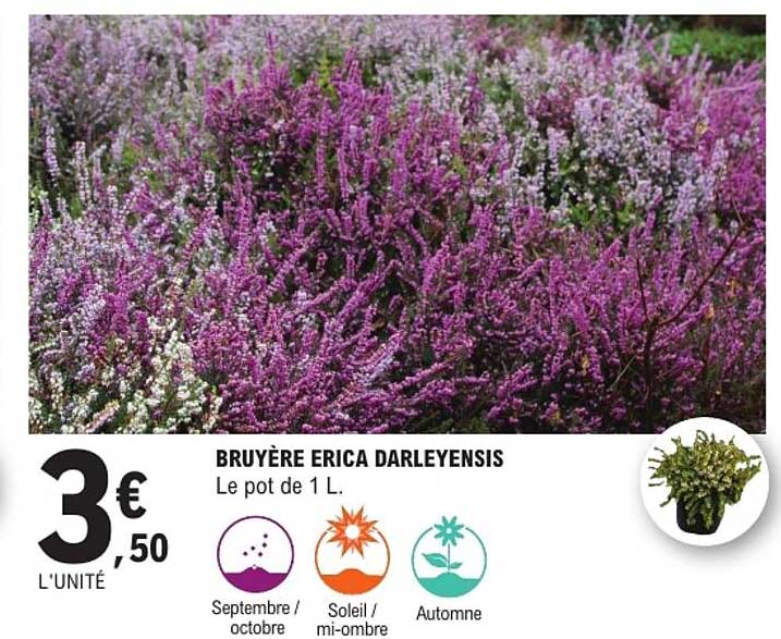 BRUYÈRE ERICA DARLEYENSIS