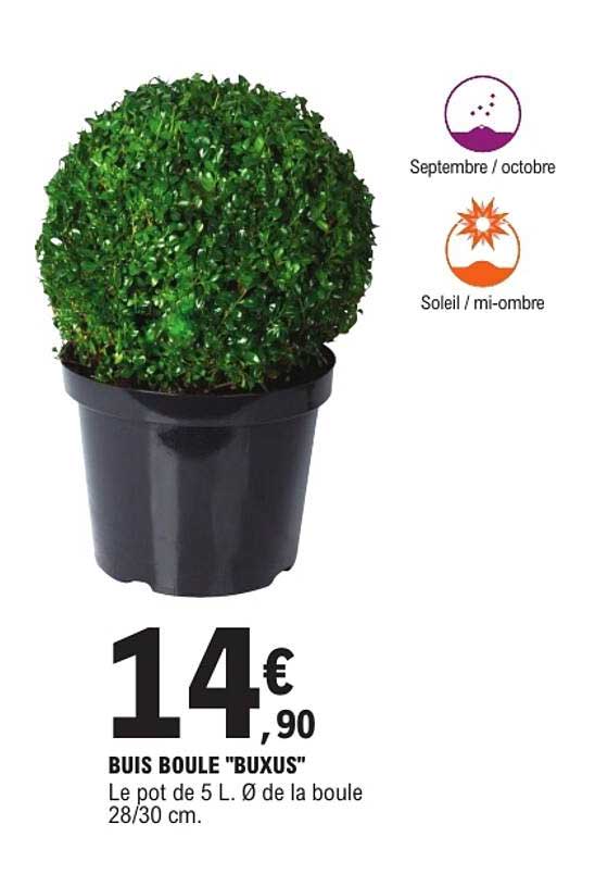 BUIS BOULE "BUXUS"