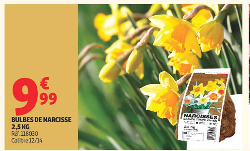 BULBES DE NARCISSE 2,5 KG